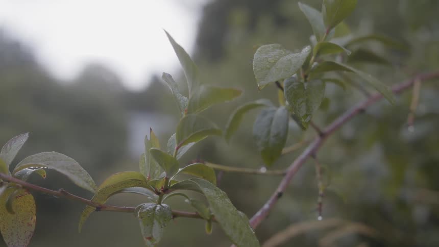 Water drops on leaves on tree branches