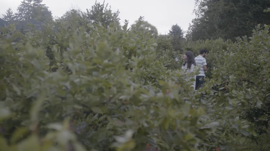 Man and woman pick blueberries together