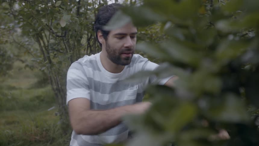 A man is sitting outside picking berries from a plant