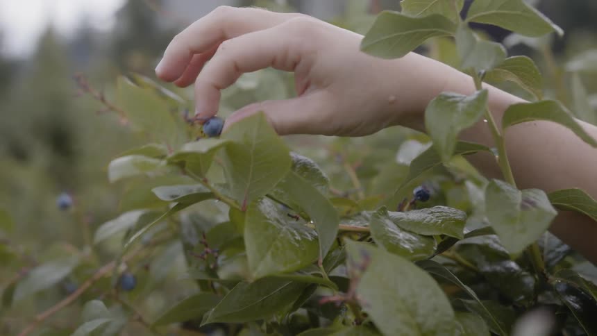 A person is picking blueberries outdoors