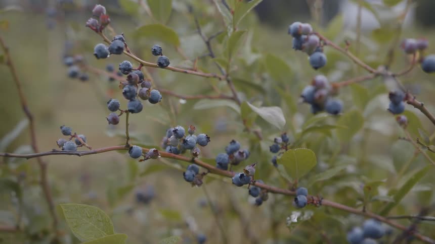 Grapes on a plant