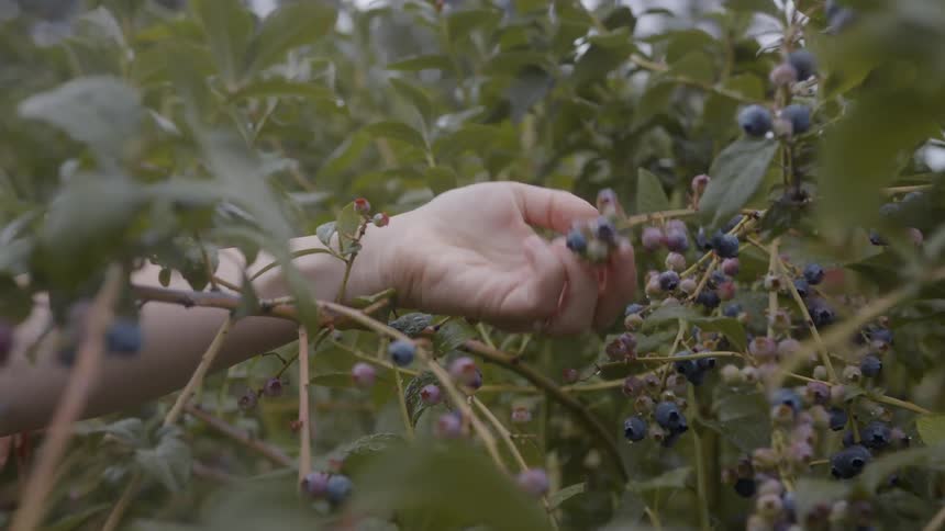 A person is picking berries from the tree