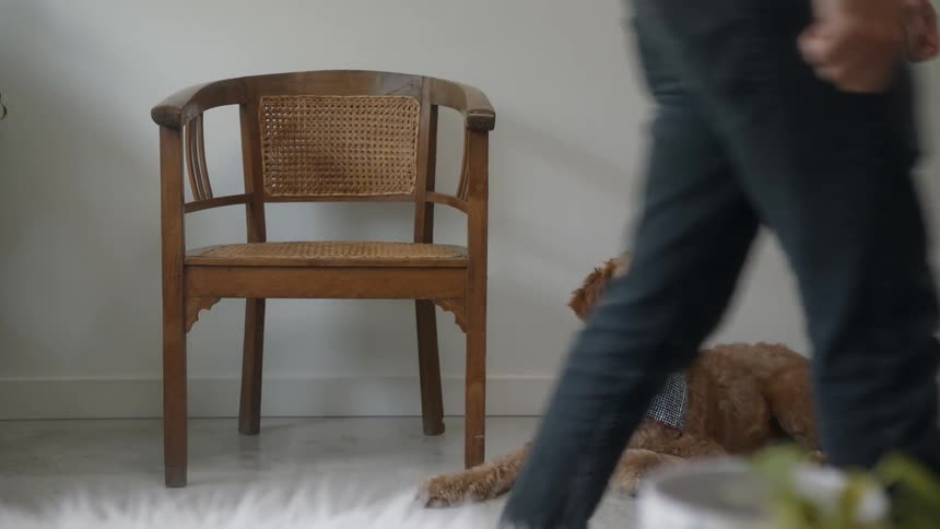 A medium-sized short-haired light brown dog wearing a blue banana lays on a floor next to a chair, watching a human closely as they pace back and forth