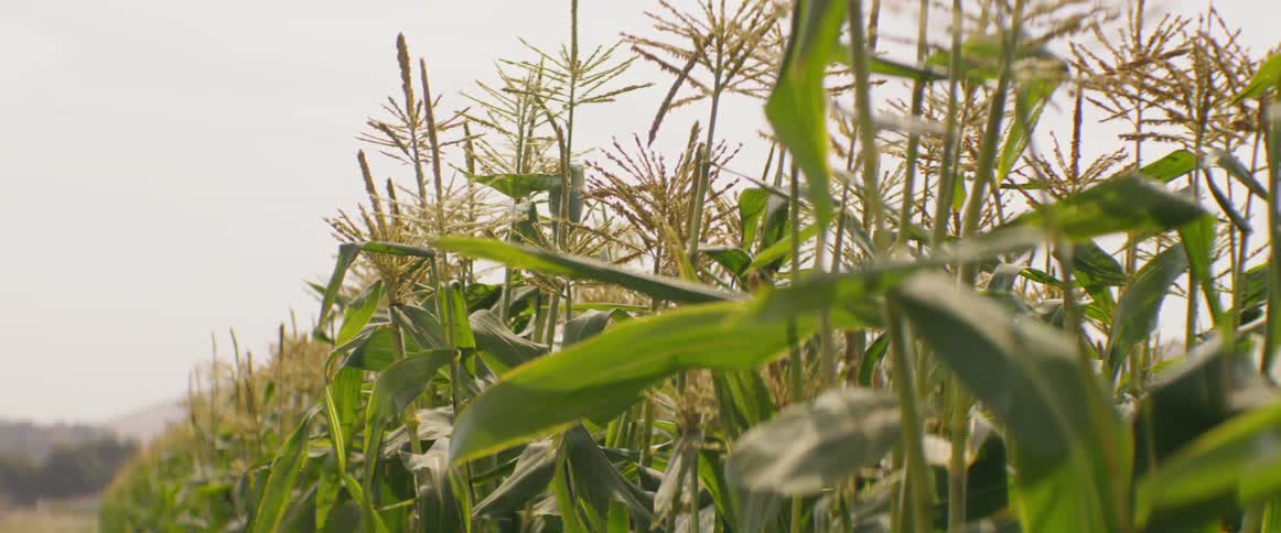 Wind blows through corn stalks in a rural field