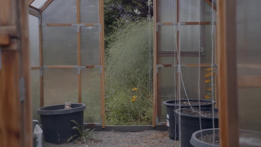Empty pots and containers inside a greenhouse with very tall weeds outside the door