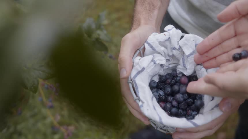 A man holding a basket of blueberries while someone empties their hands in the basket