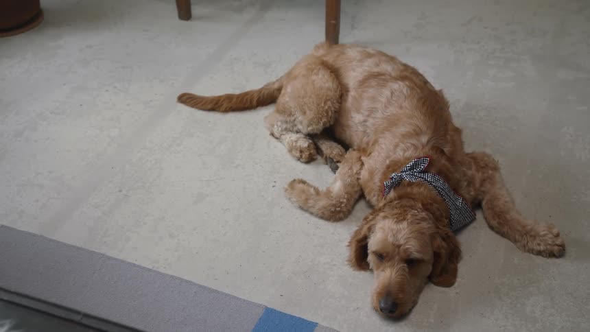 Dog wearing a bandanna laying on a carpet