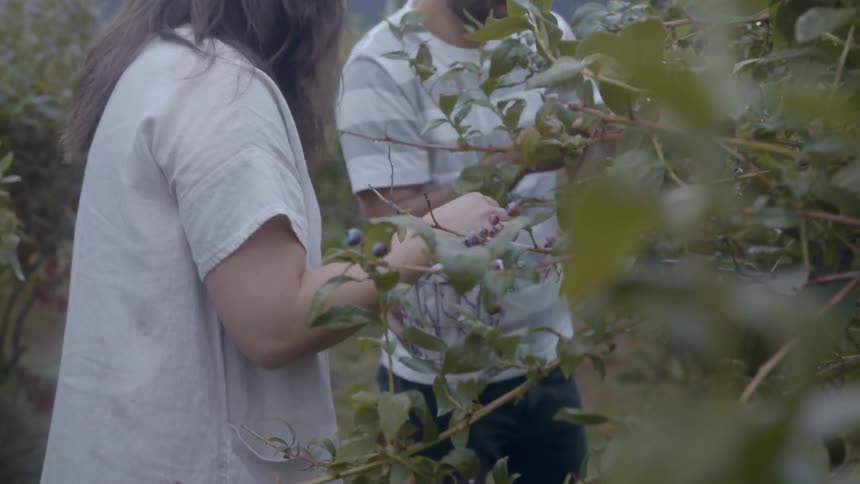A man and woman pick blueberries in an orchard