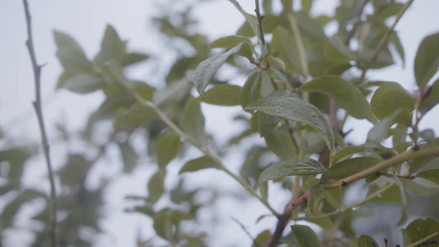 Branches of leaves on a cloudy day