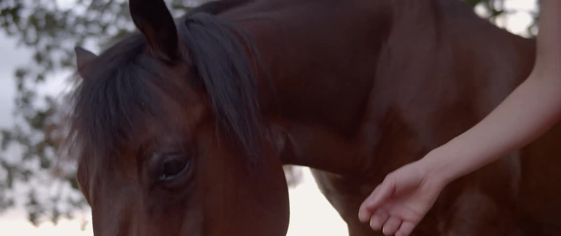 A woman is petting a brown horse