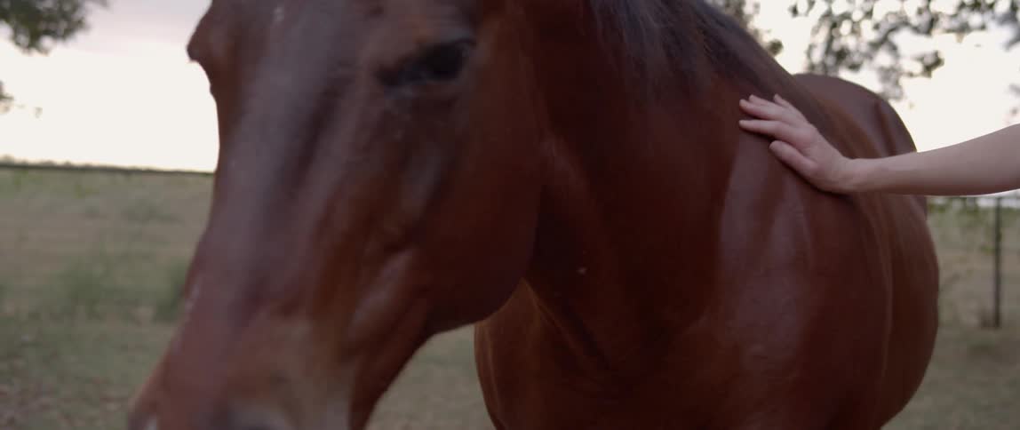 Woman Spending Time With Horses