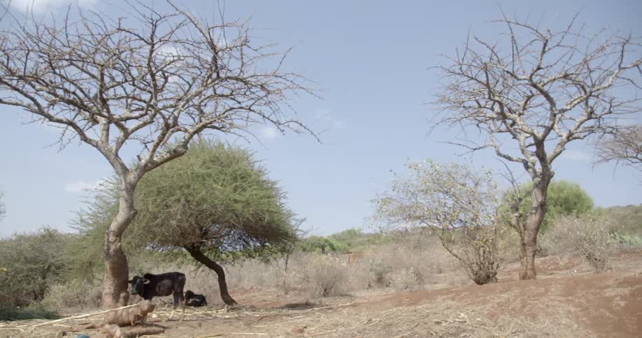 Cattle resting by a tree