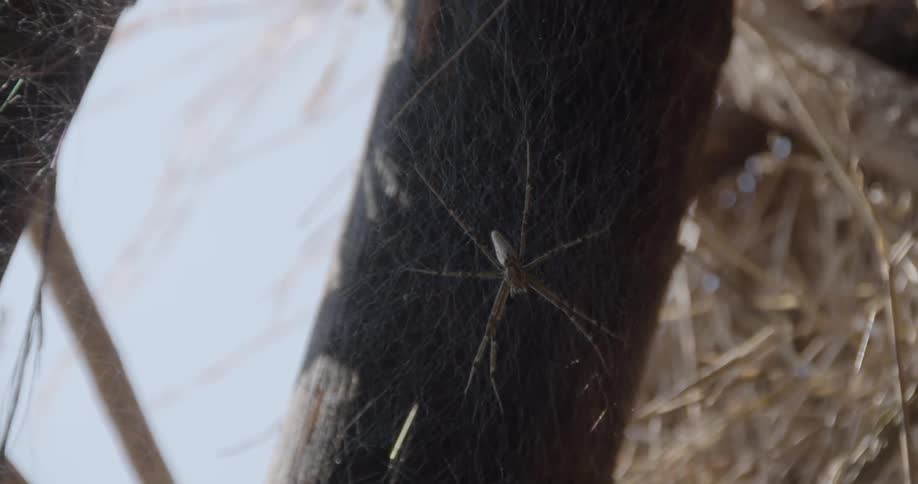 A large spider
