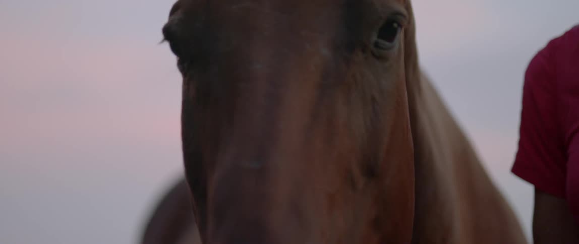 Person pets a horse's neck and head