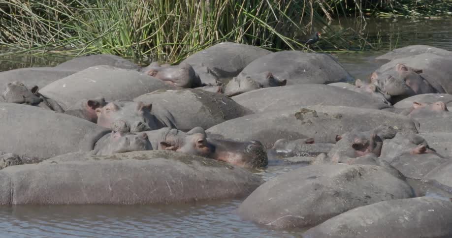 A group of rhinos resting in a body of water as a bird walks on one and jumps to another