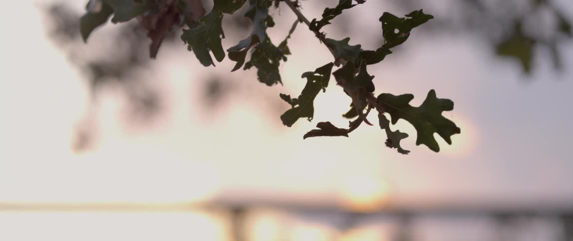 A bug eaten shrub branch