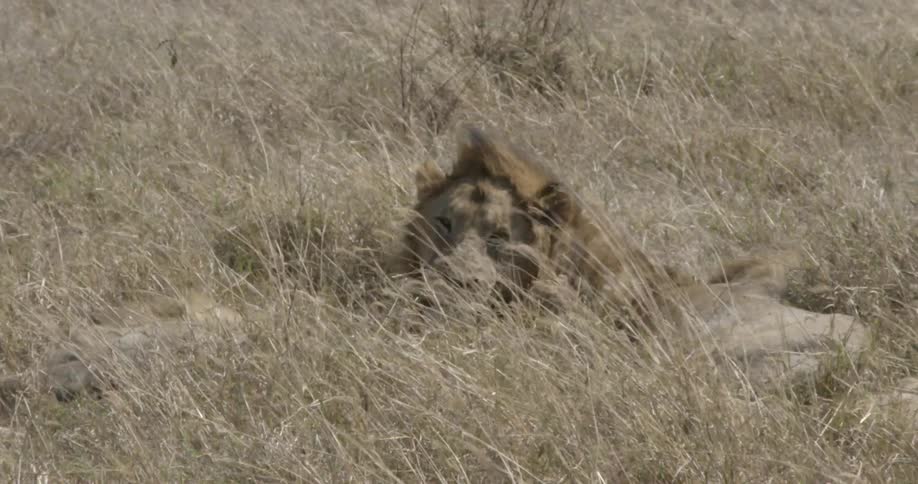 A lion sits in the tall grass on a bright day