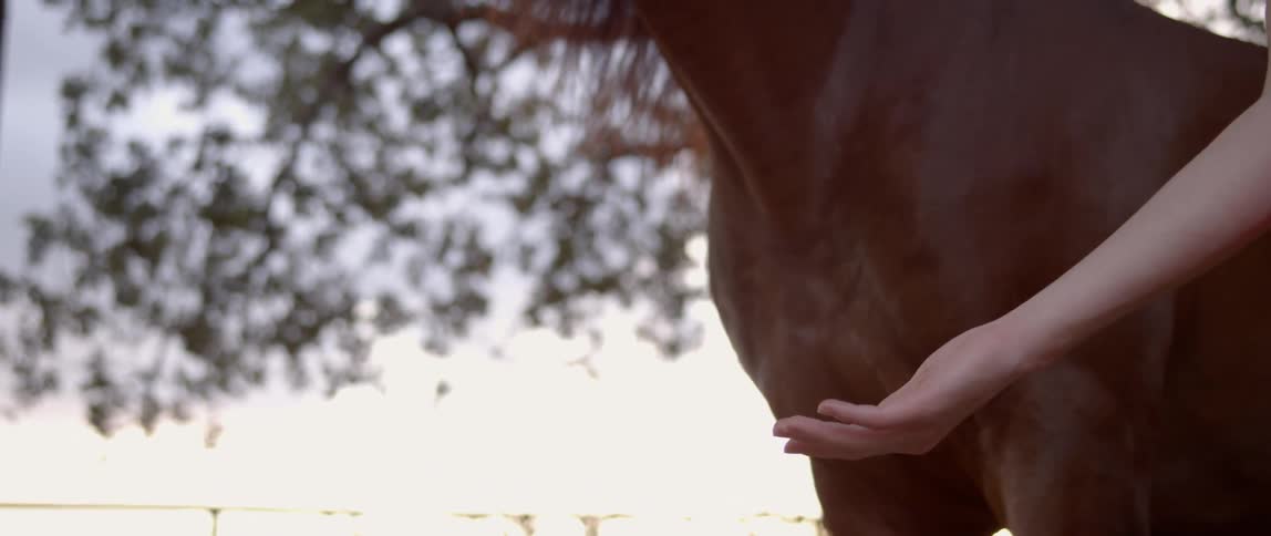 A closeup of a brown horse smelling and nuzzling a woman