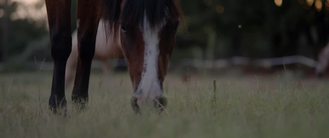 A chocolate brown horse with a black mane eats grass in a pasture with a light-colored horse in the distance