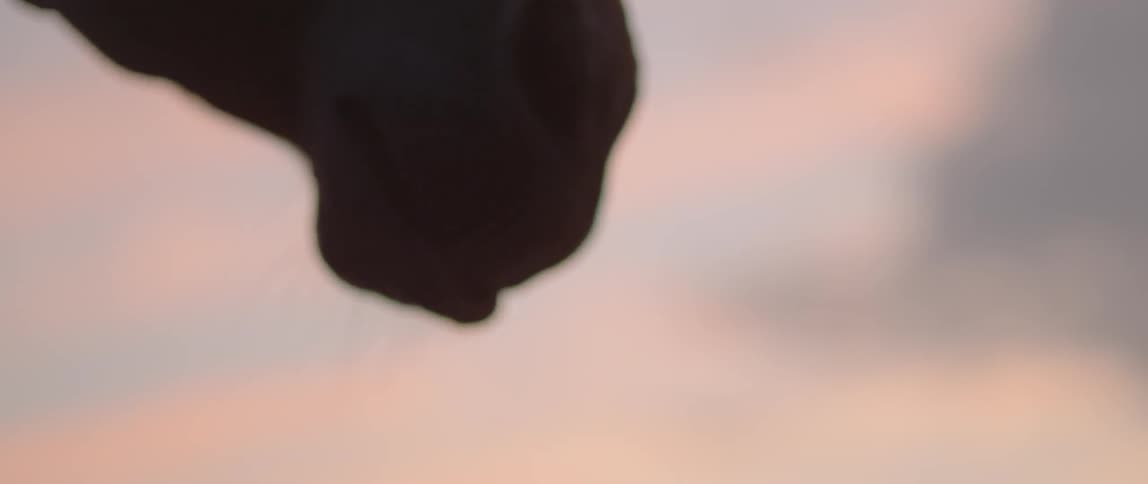 Close up of horse's nostrils at dusk