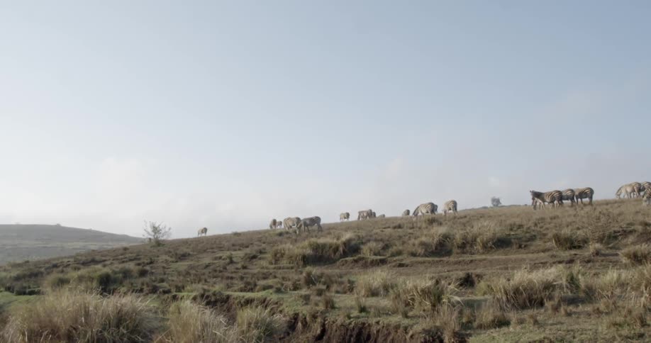Animals on an african savannah