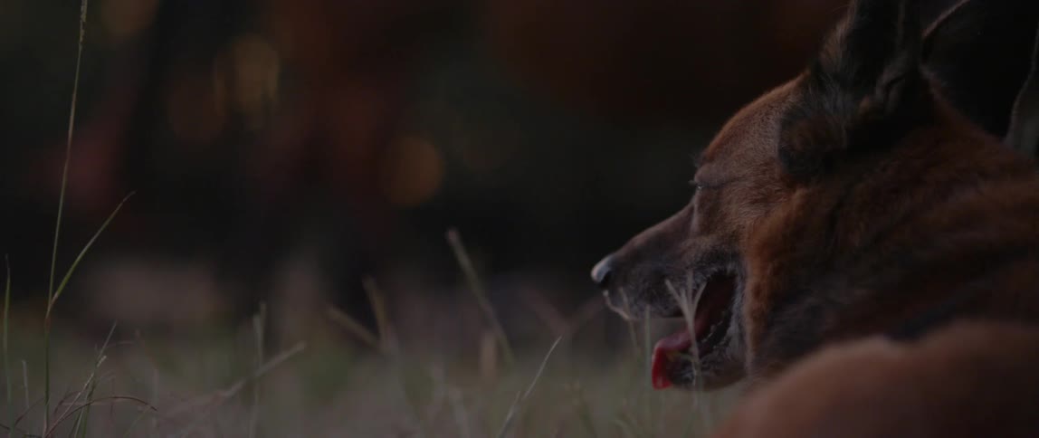 A panting dog looks at a group of people