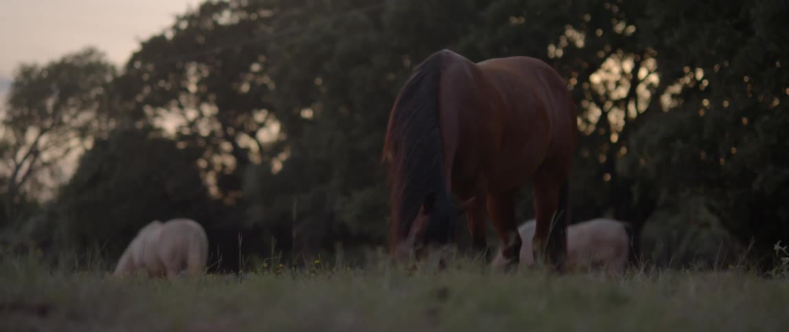 Horse in field at sunset, with other horses in the background