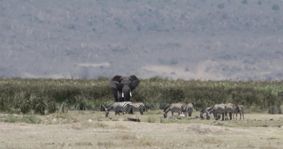 Animals on an african savannah