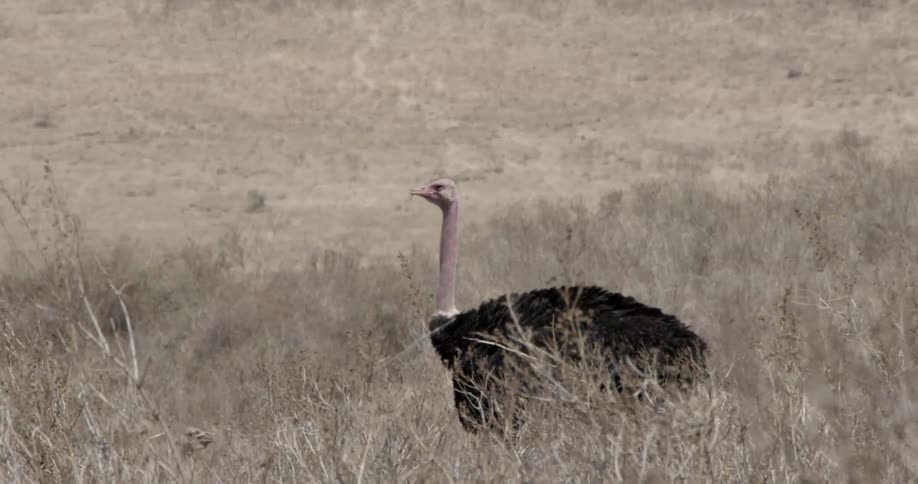An ostrich in the grass