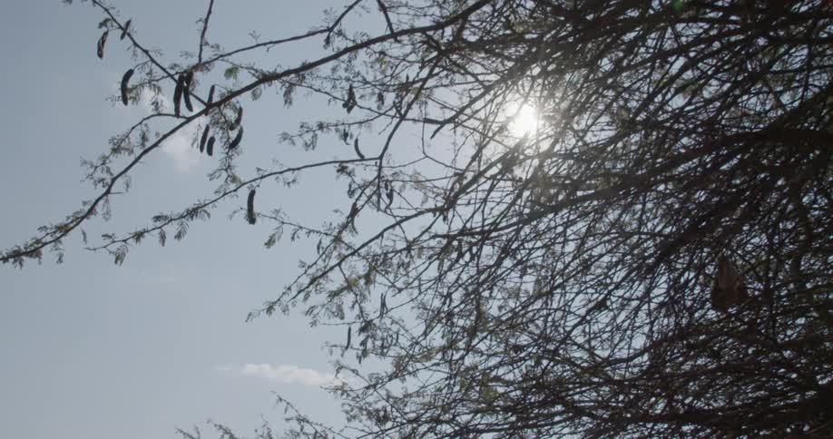 View of tree tops and seed pods from the ground on a sunny day