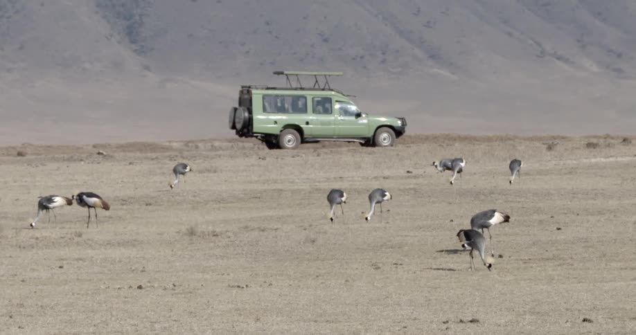 A jeep driving past birds