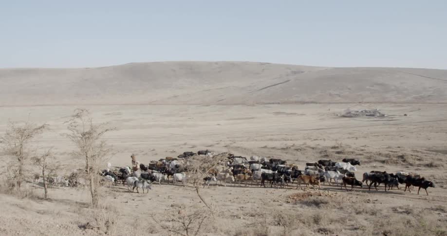 A herd of cattle is moved along a dry grassy plain