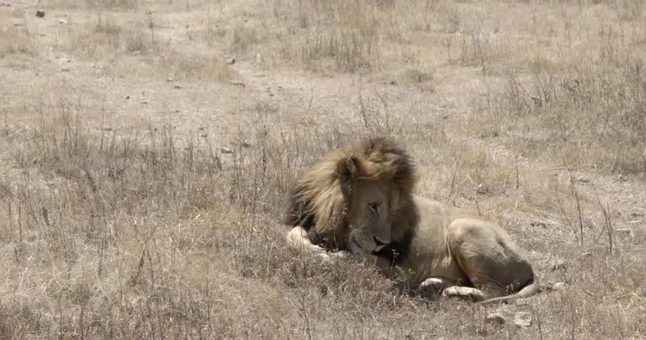 A lion resting and licking his leg