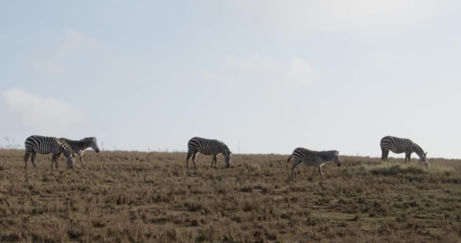 Zebras eat short grass in a large field on a sunny day