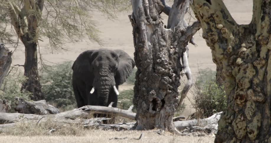 An elephant standing next to some dead trees