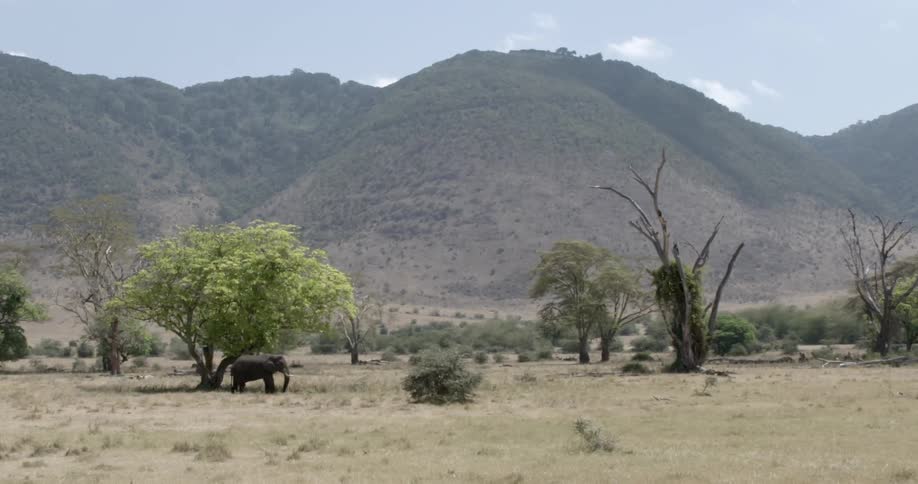 Animals on an african savannah