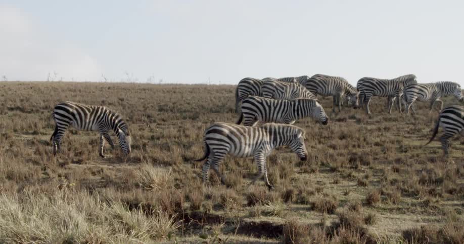A herd of zebra grazing on brush