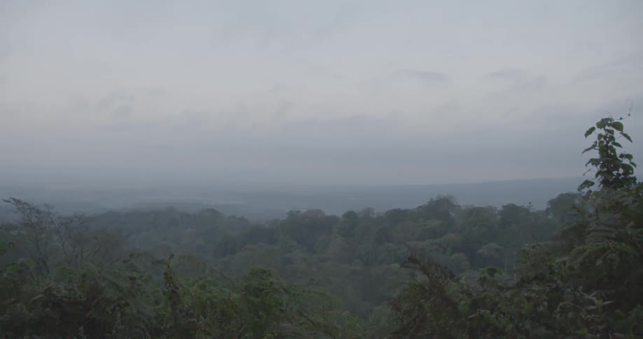 Landscape view of forest covered in mist