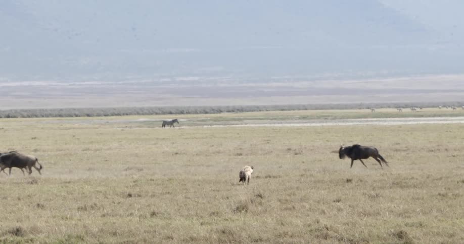A herd of bison are running