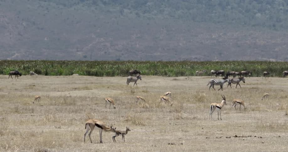 Zebras and gazelles standing, walking and grazing in a pasture at the foot of a mountain