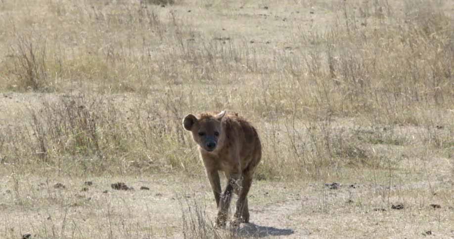 A hyena walking through scrubland