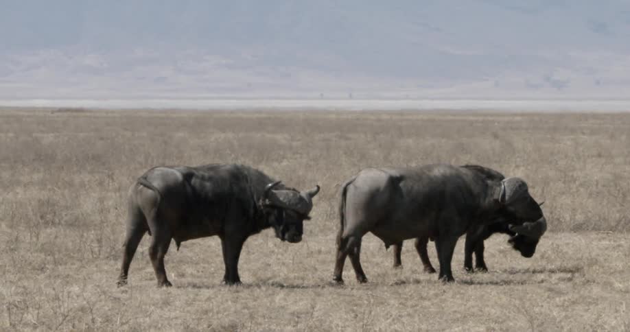 Three african buffalo standing in a field