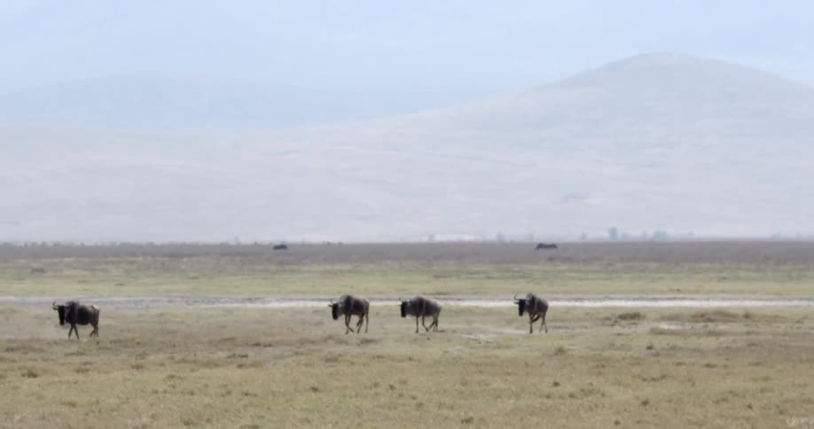 A herd of bison are grazing