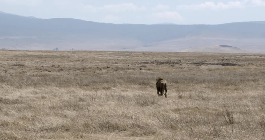 Animals on an african savannah
