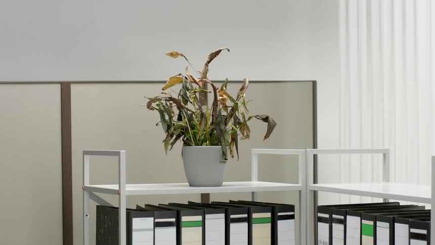 A dying houseplant in an office