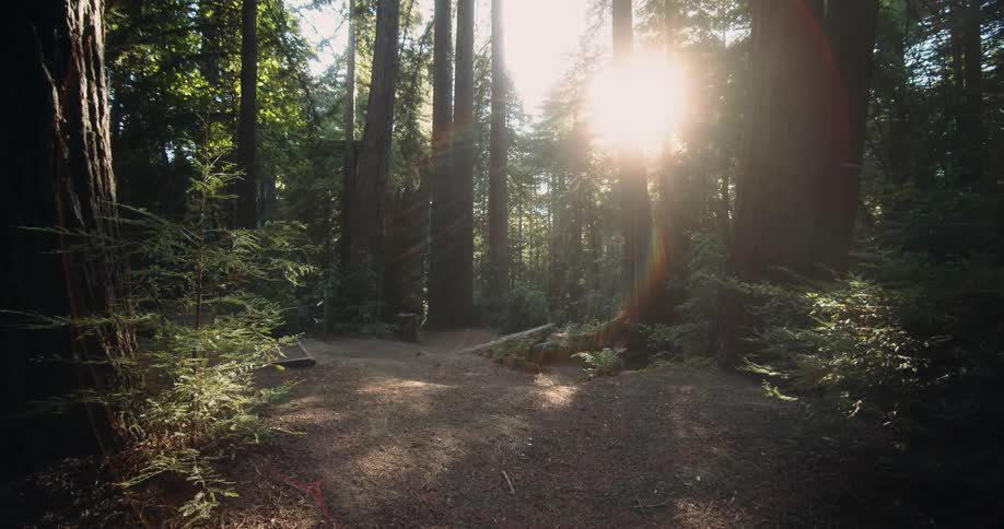 The sun shines brightly into a forest clearing