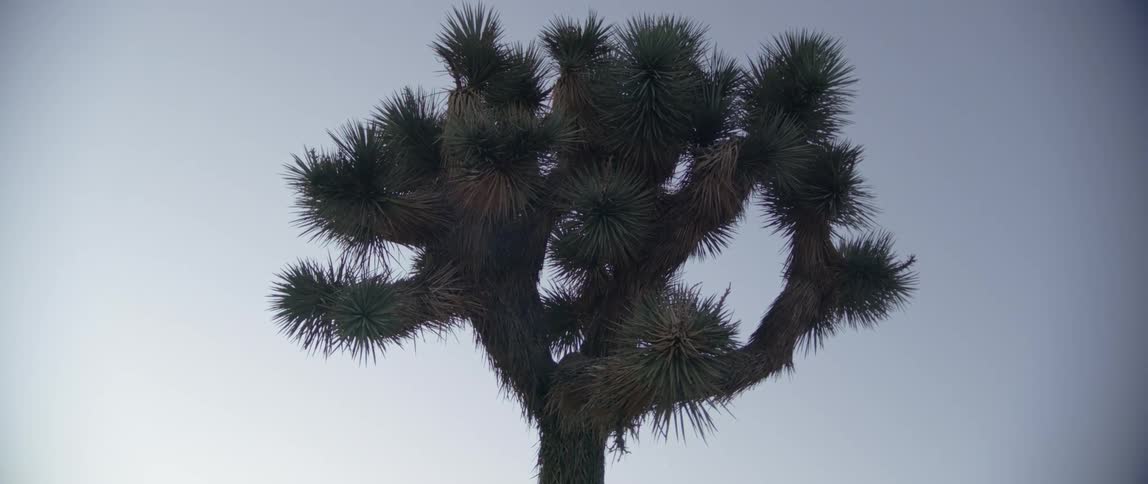 A green tree with the blue sky in the background