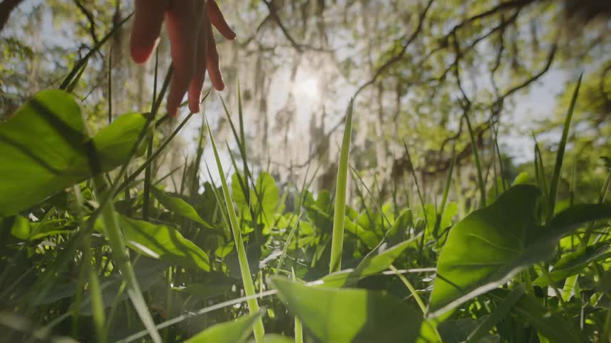 A hand touches grass and plants in a forest