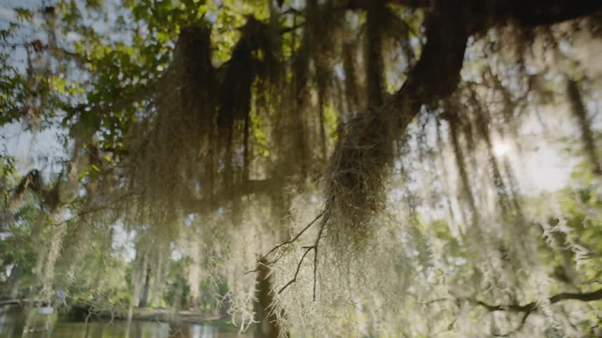 The sun shines behind a willow tree