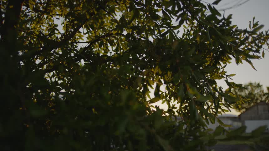A tree with green leaves moves slightly in the breeze
